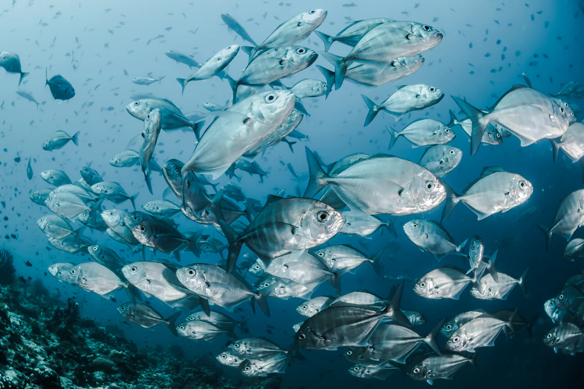 Deep sea fishing yacht Cap Cana marina Dominican Republic
